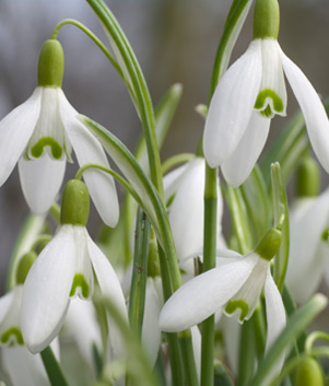 Snowdrops